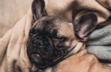 Tatlı uyuyan Fransız bulldog köpek portresi. Yaklaş. Yaşam tarzı.