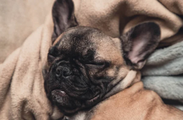 Lindo Dormir Bulldog Francés Cachorro Portrait Close Lifestyle —  Fotos de Stock