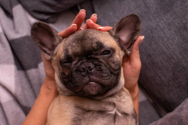Bulldog Francés Cachorro Encuentra Espalda Las Manos Anfitriona Con Los —  Fotos de Stock