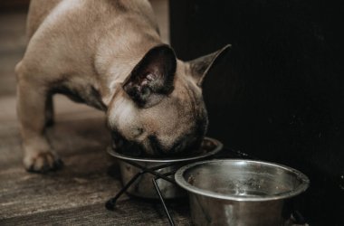 Fransız Bulldog köpeği tabaktan yemek yiyor. Yakından. Yaşam tarzı.
