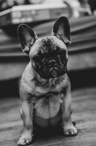 stock image French bulldog puppy sitting on a floor and look sadly to the camera, portrait ,close up.Vertical photo.Black and white photo. High quality photo