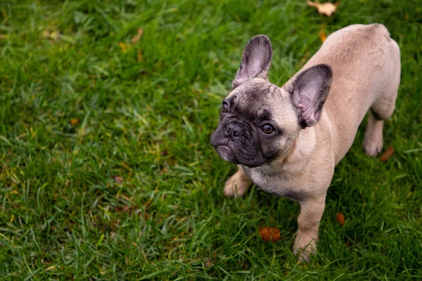 Fransk Bulldogg Valp Porträtt Gräset Palyground Ser Upp Till Kameran — Stockfoto