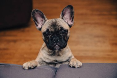French bulldog puppy look sadly to the camera, portrait ,close up.Life style.Copy space. High quality photo