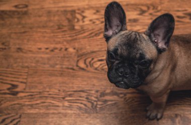 Fransız buldog köpeği yerde oturuyor ve üzgün bir şekilde kameraya bakıyor, portre, yakın çekim. Yaşam tarzını taklit ediyor. Yüksek kalite fotoğraf