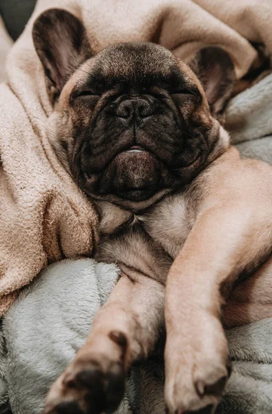 Lindo Durmiendo Francés Bulldog Cachorro Portrait Vertical Photo Lifestyle —  Fotos de Stock