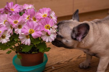 Fransız buldog köpeği saksıda çiçek kokluyor. Yaşam tarzı. Yüksek kalite fotoğraf