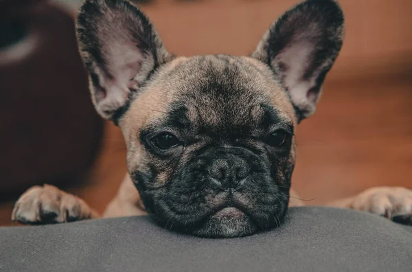 Buldog Francés Cachorro Mirar Tristemente Cámara Retrato Cerca Estilo Vida —  Fotos de Stock