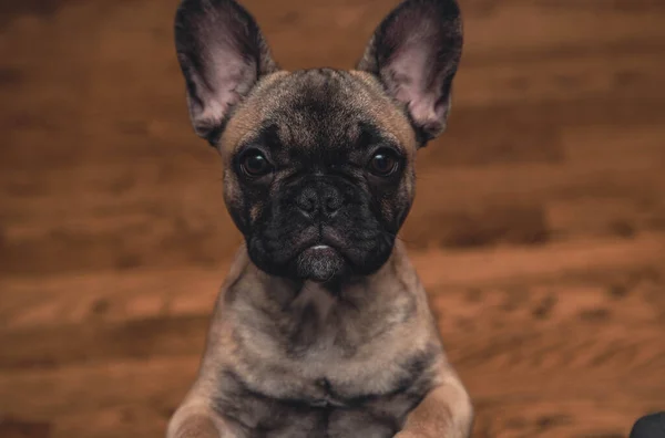 French Bulldog Puppy Sitting Floor Look Sadly Camera Portrait Close — Stockfoto