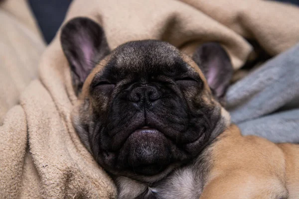 stock image Cute sleeping French bulldog puppy portrait.Close up.Lifestyle