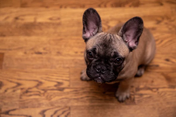 Cachorro Bulldog Francés Sentado Suelo Mirar Tristemente Cámara Retrato Cerca —  Fotos de Stock