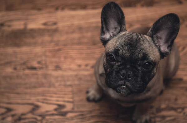 French bulldog puppy sitting on a floor and look sadly to the camera, portrait ,close up.Copy space. High quality photo