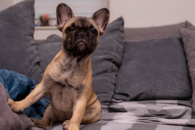 Evdeki kanepede oturan buldog yavrusu, boşluğu kopyala. Yaşam tarzı. Yüksek kalite fotoğraf