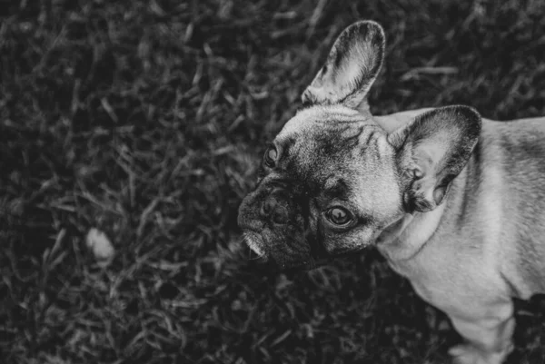 Retrato Cachorro Buldogue Francês Grama Palyground Olha Para Espaço Camera — Fotografia de Stock