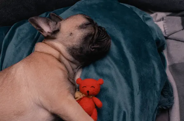 Cute French bulldog puppy is sleeping on a sofa at home with wool beer toy .Copy space.