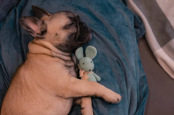 Cute French bulldog puppy is sleeping on a sofa at home with wool beer toy .Copy space.