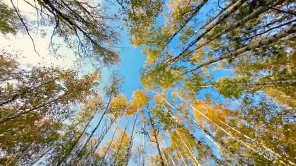 森の中の秋の円のトリートップの景色 カメラは空を見上げ 円をスムーズに撮影する 高品質の4K映像 — ストック動画