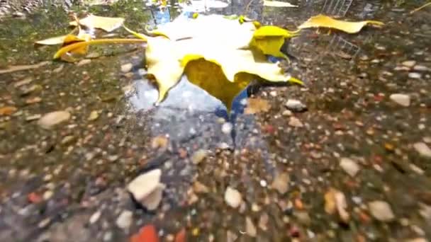 Φθινοπωρινά Φύλλα Κίτρινου Χρώματος Μια Λακκούβα Υψηλής Ποιότητας Πλάνα — Αρχείο Βίντεο
