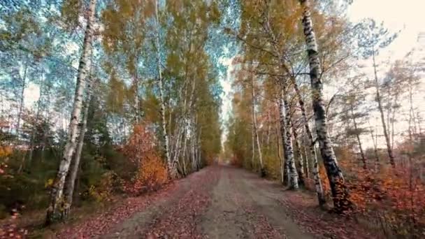 Uitzicht Een Herfstberkensteeg Het Bos Latvija Camera Beweegt Voorwaarts Langzame — Stockvideo