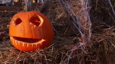 Letonya 'nın Bauska şehrinde Cadılar Bayramı kutlamalarında parkta samanların üzerinde balkabağı Jack OLantern ve örümcek ağı kurulması. Yüksek kaliteli FullHD görüntüler