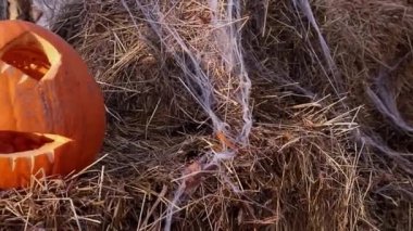 Letonya 'nın Bauska şehrinde Cadılar Bayramı kutlamalarında parkta samanların üzerinde balkabağı Jack OLantern ve örümcek ağı kurulması. Yüksek kaliteli FullHD görüntüler