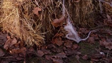 Cadılar Bayramı 'nda samanlıkta balkabağı Jack OLantern ve örümcek ağı kurulumu. Yüksek kaliteli FullHD görüntüler