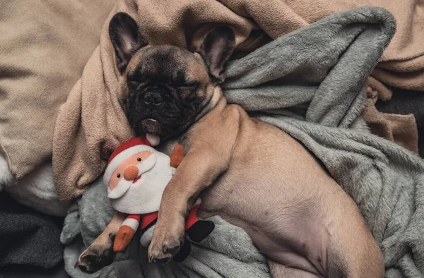 French bulldog puppy sleeping on sofa with Santa Claus toy plush..Christmas background concept.Pets celebrating christmas concept.Top view photo. High quality photo