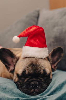 Noel Baba şapkalı sevimli buldog yavrusu. Noel arkaplanının üzerinde uyuyor. Evcil hayvanlar Noel kavramını kutluyor. Yüksek kalite fotoğraf