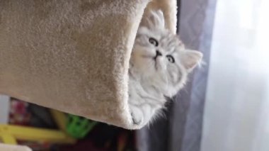 Gri sevimli ve komik İranlı kedi evde oynuyor..