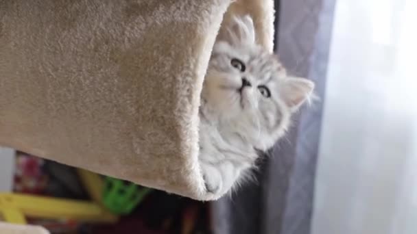Kucing Persia Abu Abu Lucu Dan Lucu Bermain Rumah — Stok Video