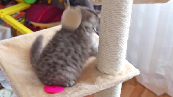 灰色可爱有趣的波斯猫咪在家里玩球 — 图库视频影像