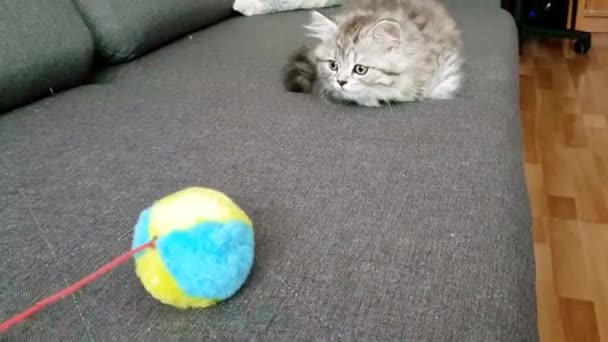 灰色可爱有趣的波斯猫咪在家里沙发上玩球 — 图库视频影像