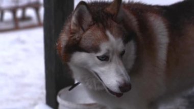Karlı bir caddede yol alan görkemli Husky 'nin yakın çekimi bir kış maceracısının ruhunu yakalıyor. .