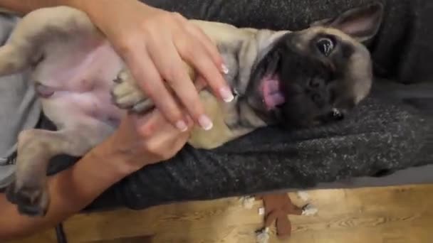 遊び心のあるフランスのブルドッグの子犬は その所有者のラップの上に幸せに横たわり 愛らしい麻薬を展示し 心温まる 居心地の良い仲間シップを作成します 低い動き — ストック動画