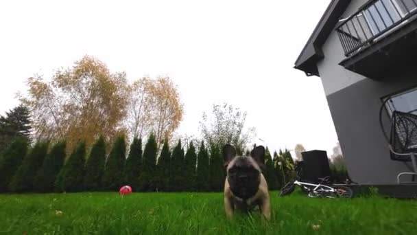 フランスのブルドッグの犬は緑豊かな草の上を走り 好奇心旺盛な目はカメラにロックされ 庭で遊び心のある発見の愛らしい瞬間をキャプチャします 低い動き — ストック動画