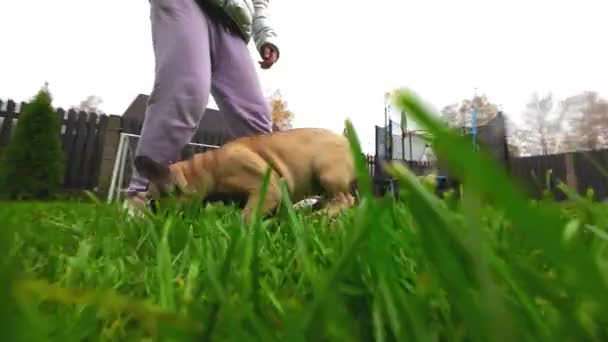 完全なフランスのブルドッグの子犬は庭で少女の足を遊んで噛みます 低い動き クローズアップ — ストック動画
