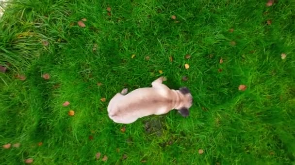 庭の外のフランスのブルドッグの子犬 空中ビュー — ストック動画