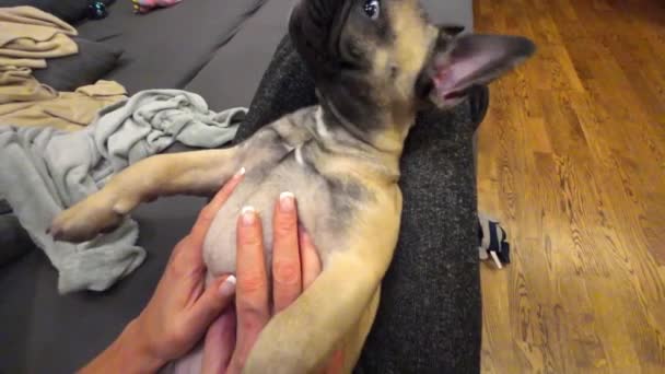 Ein Verspielter Französischer Bulldoggen Welpe Liegt Glückselig Auf Dem Schoß — Stockvideo
