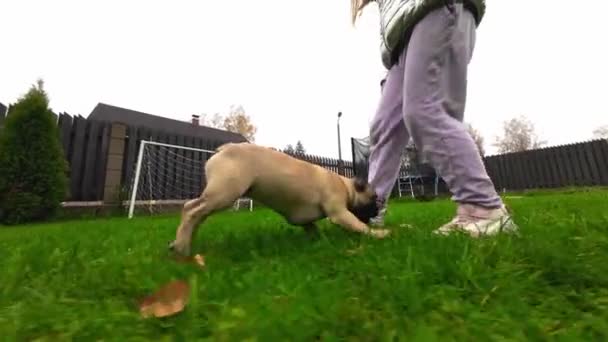 完全なフランスのブルドッグの子犬は庭で少女の足を遊んで噛みます 低い動き クローズアップ — ストック動画