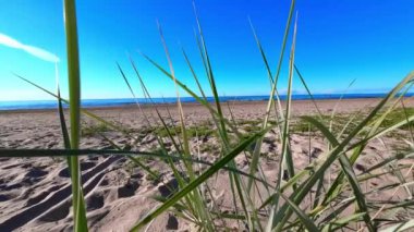 Jurmala sahilindeki çimenler rüzgarda esiyor, yaz güneşli, açık mavi gökyüzü. Arka planda Baltık Denizi. Yüksek kaliteli FullHD görüntüler