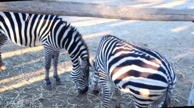 Hayvanat bahçesinde kuru ot yiyen bir grup zebra. Yüksek kaliteli FullHD görüntüler