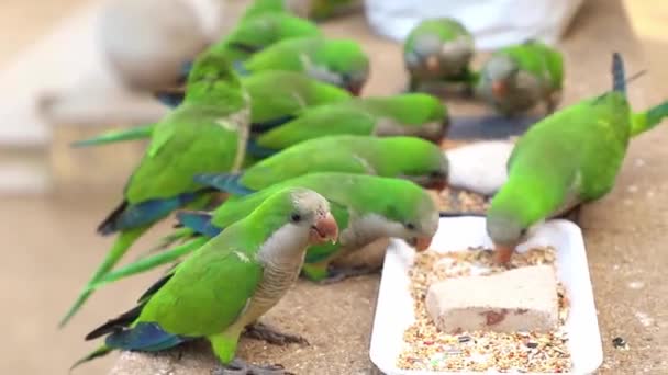 Skupina Divokých Papoušků Jedí Parku Španělském Barseloně Vysoce Kvalitní Fullhd — Stock video