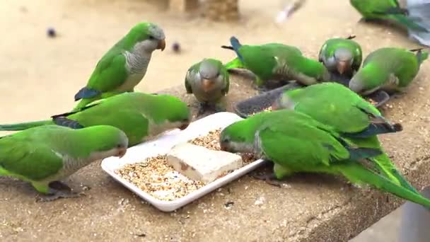 Grupo Papagaio Verde Selvagem Está Comendo Parque Cidade Barselona Espanha — Vídeo de Stock