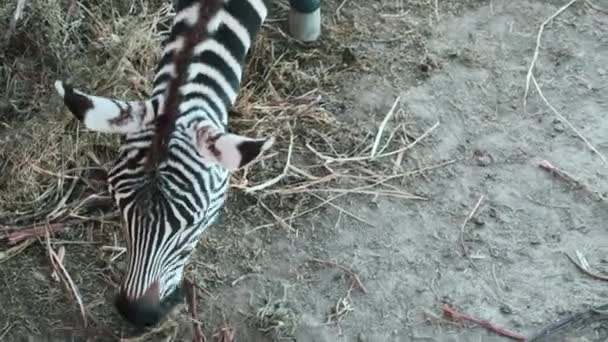 Zebra Eating Dry Grass Zoo Close Top View High Quality — Stock Video