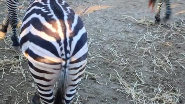 動物園で乾いた草を食べるゼブラ バックビュー 高品質のフルHd映像 — ストック動画