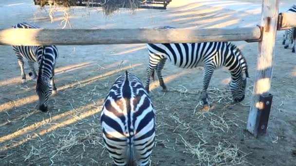 動物園の床から乾いた草を食べるゼブラのグループ 高品質のフルHd映像 — ストック動画
