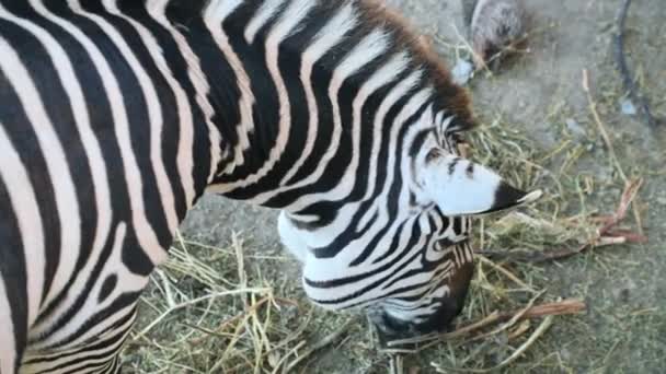 Zèbre Mangeant Herbe Sèche Dans Zoo Vue Rapprochée Sur Dessus — Video