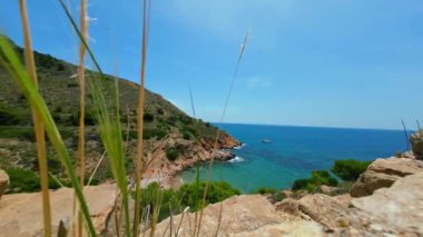 Benidorm, İspanya 'da insansız bir plajı olan güzel bir körfezin manzarası. Koyun sahilin arkasında yer alıyor. Ön plandaki bitkiler..