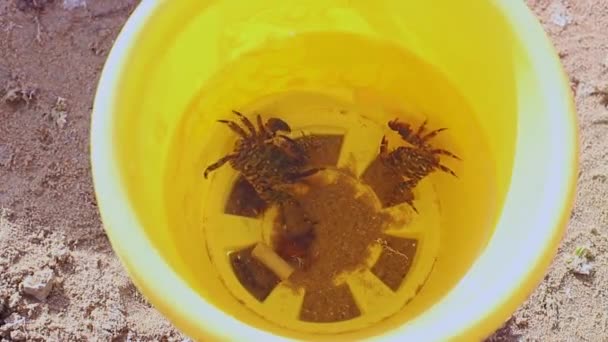 Vue Dessus Petits Crabes Poissons Vivants Mouvement Capturés Par Enfant — Video