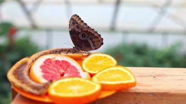 Kahverengi kanatlı büyük tropikal kelebekler meyve dilimleriyle bir tabağa oturur ve muz yerler. Yüksek kaliteli FullHD görüntüler