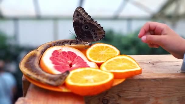 Nahaufnahme Einer Kleinen Mädchenhand Die Versucht Einen Großen Tropischen Schmetterling — Stockvideo